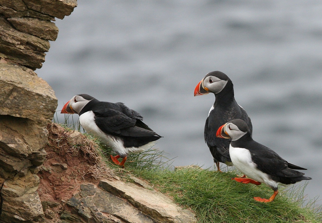 puffin-829185_1280